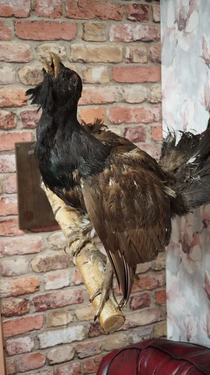Taxidermy Capercaillie - Image 2