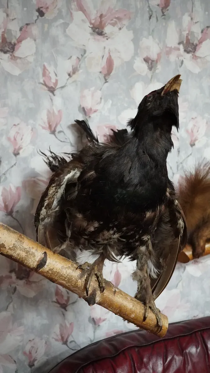Taxidermy Capercaillie - Image 3