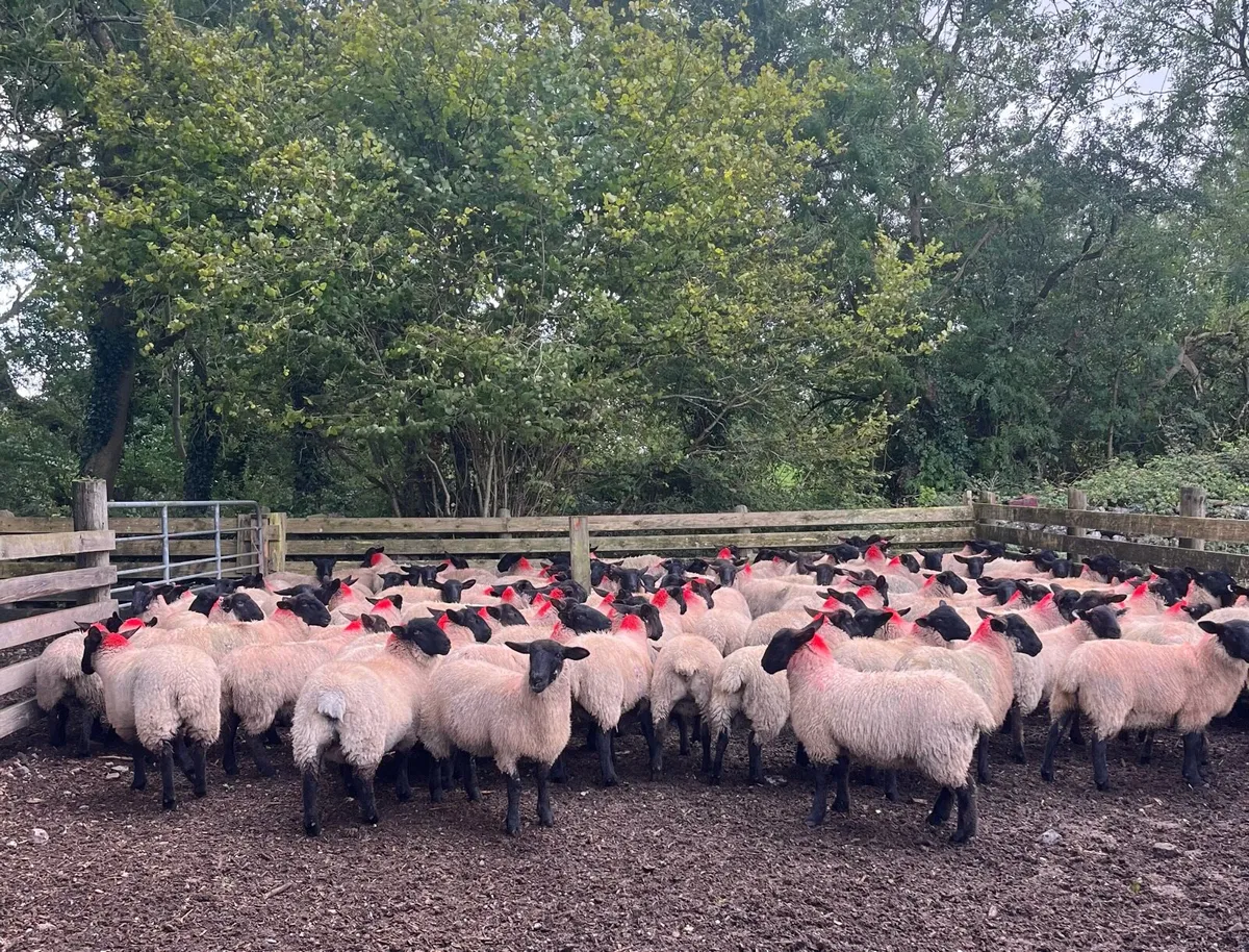 Suffolk/Mule Ewe Lambs - Image 1