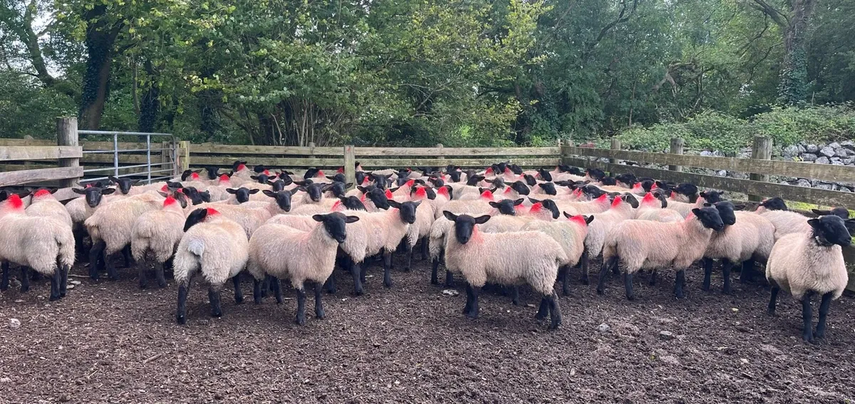 Suffolk/Mule Ewe Lambs - Image 2