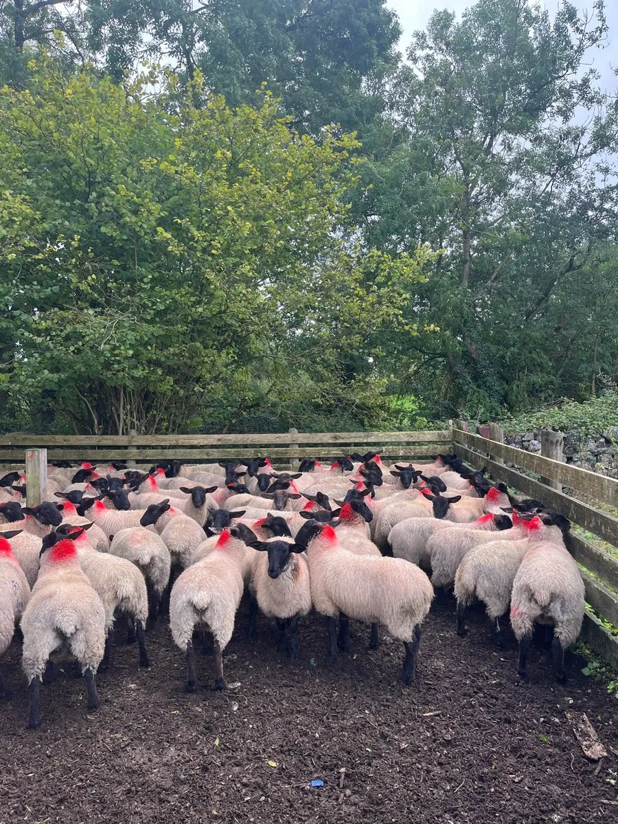 Suffolk/Mule Ewe Lambs - Image 3