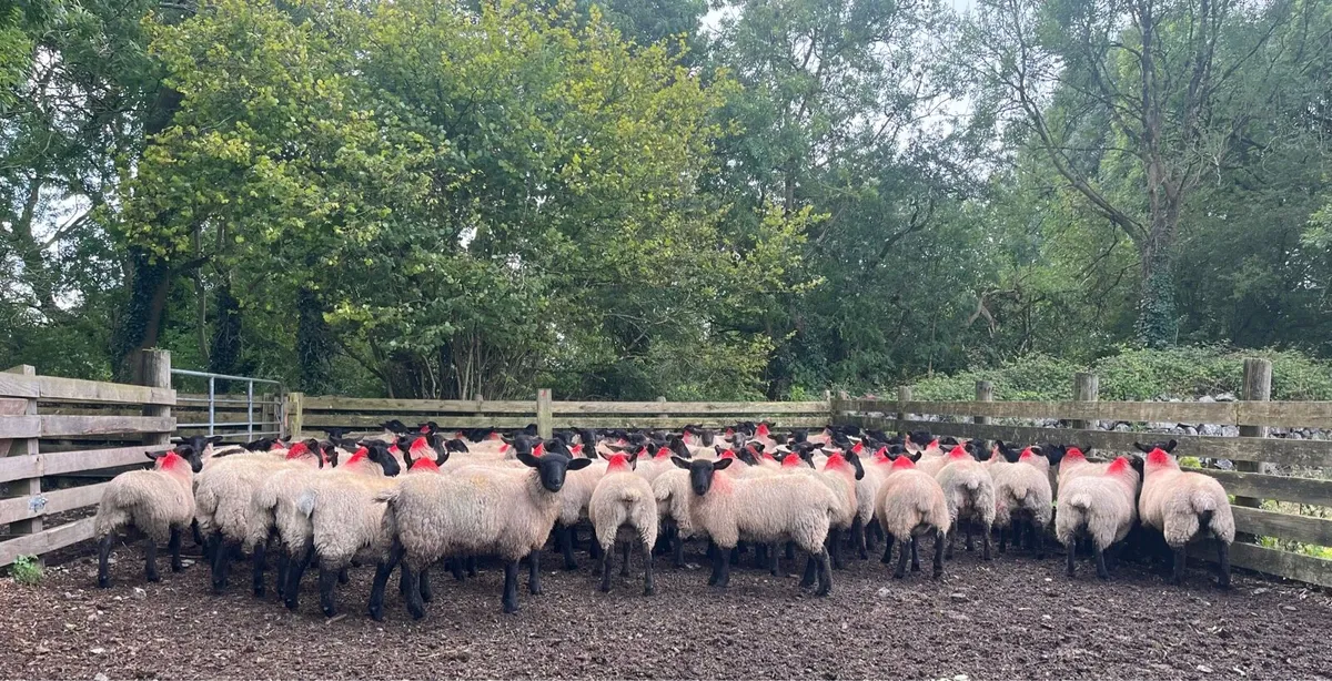 Suffolk/Mule Ewe Lambs - Image 4