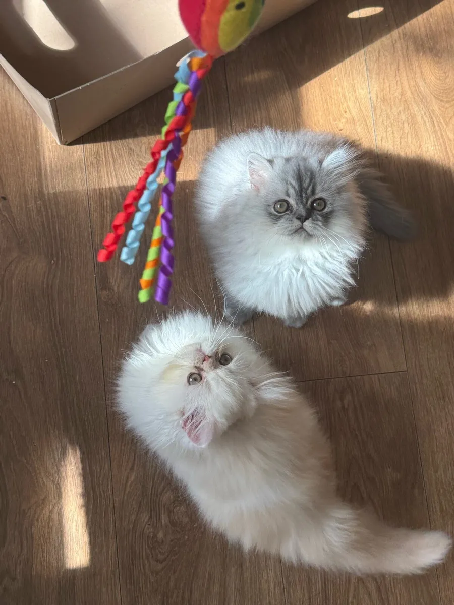 😻Gorgeous Persian Kittens😻 - Image 1