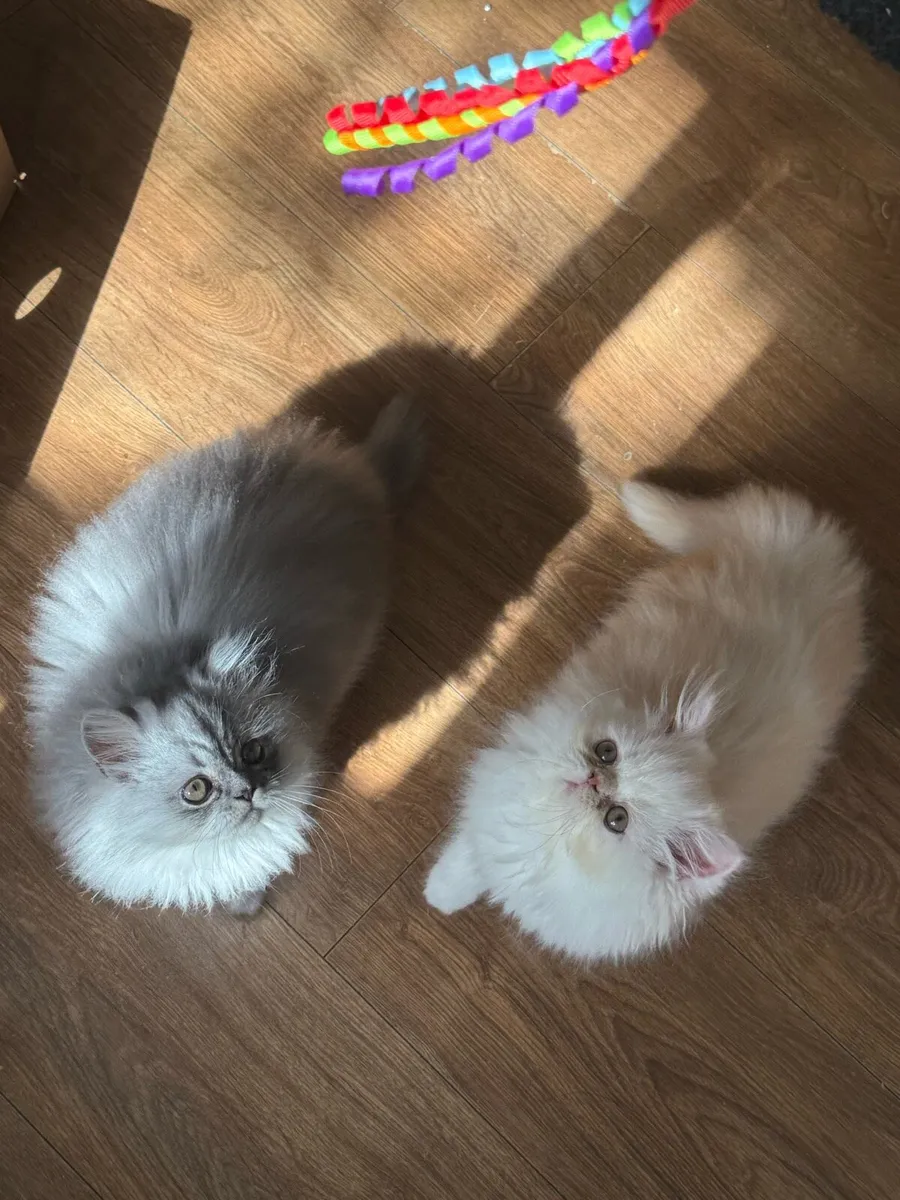 😻Gorgeous Persian Kittens😻 - Image 2