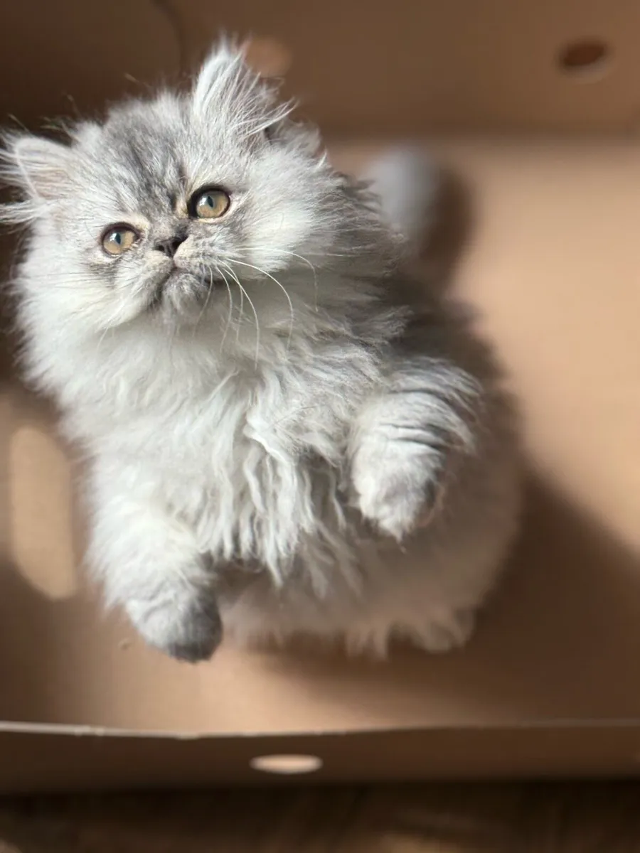 😻Gorgeous Persian Kittens😻 - Image 3