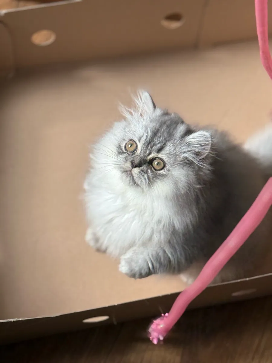 😻Gorgeous Persian Kittens😻 - Image 4