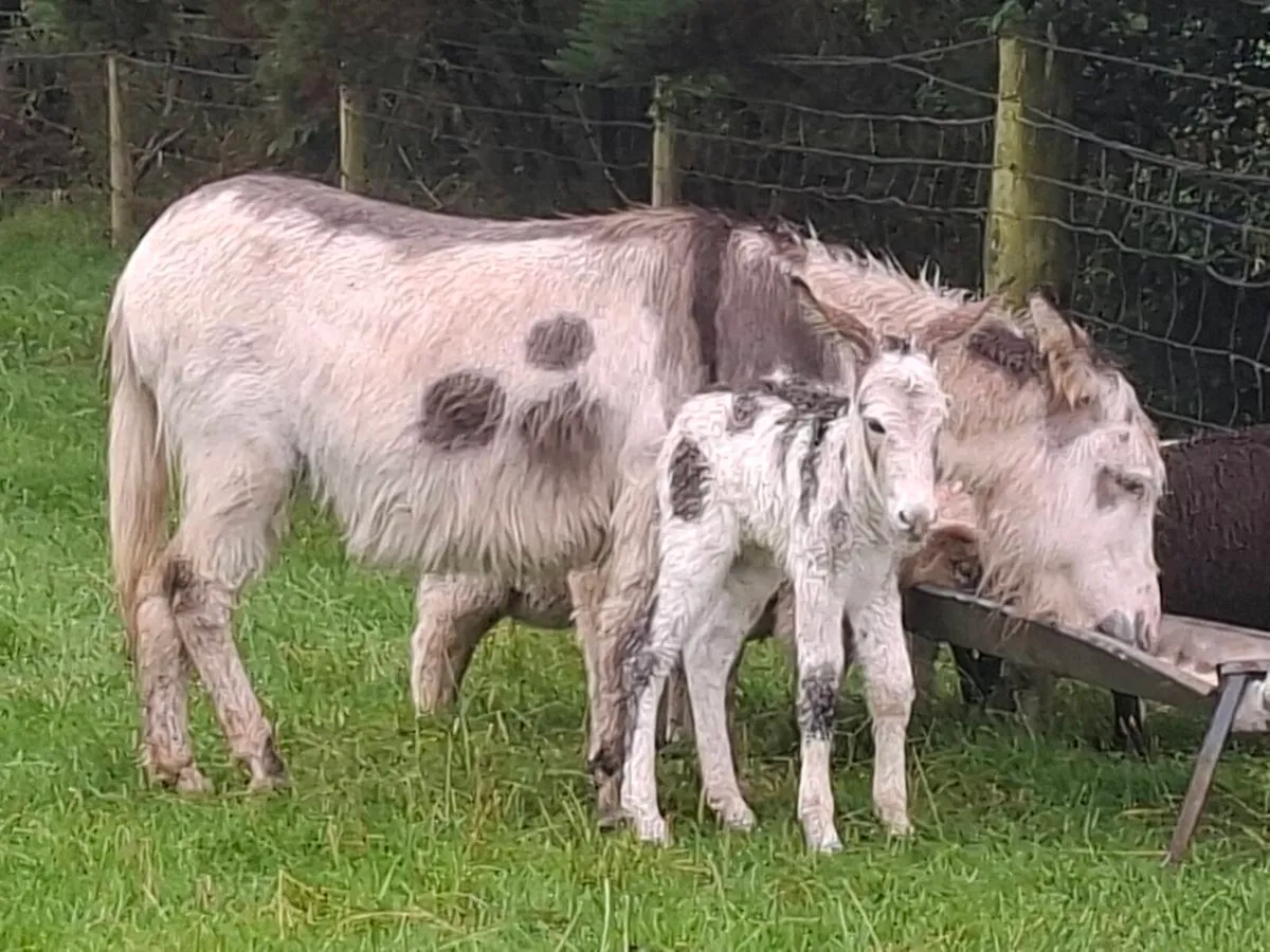 Donkey and foal - Image 2