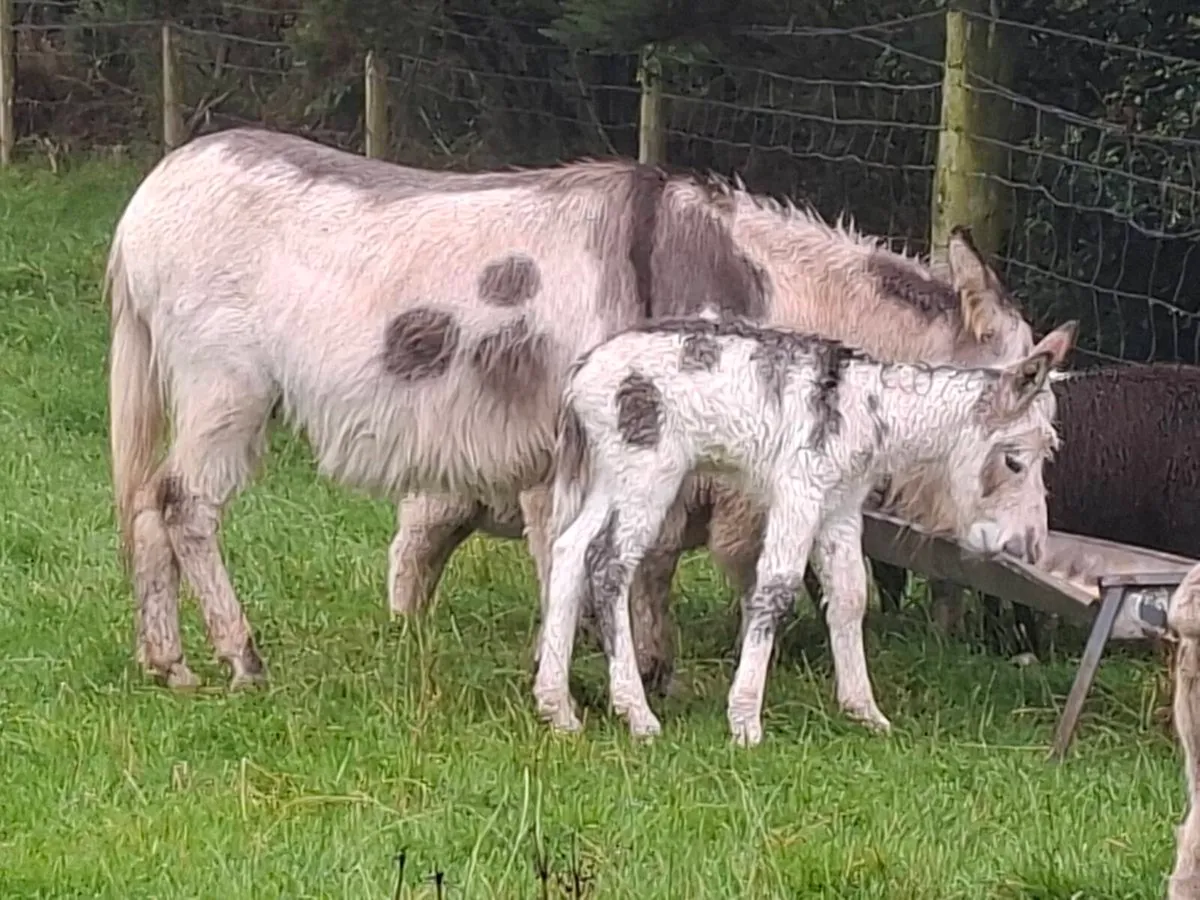 Donkey and foal - Image 3