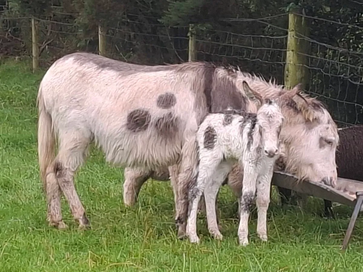 Donkey and foal - Image 1