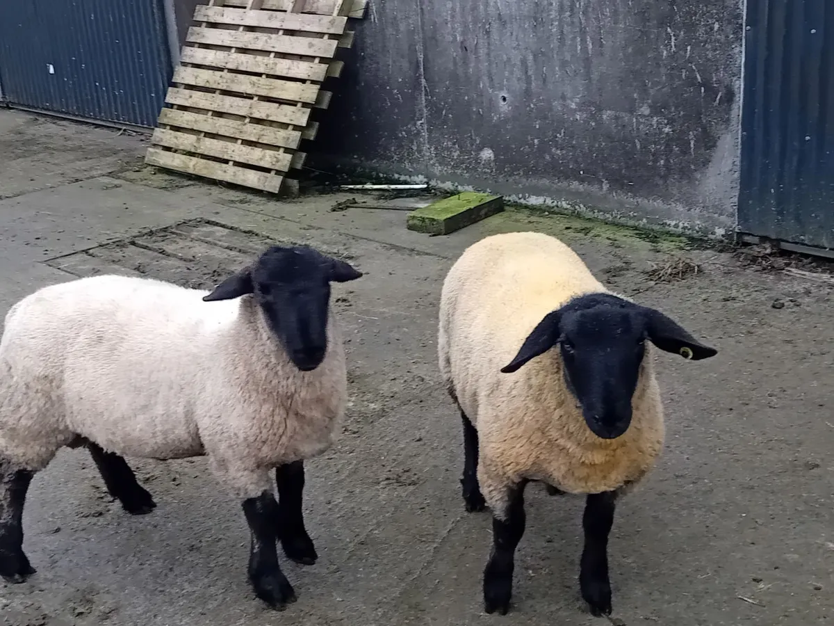 Suffolk & Sufftex Rams - Image 2