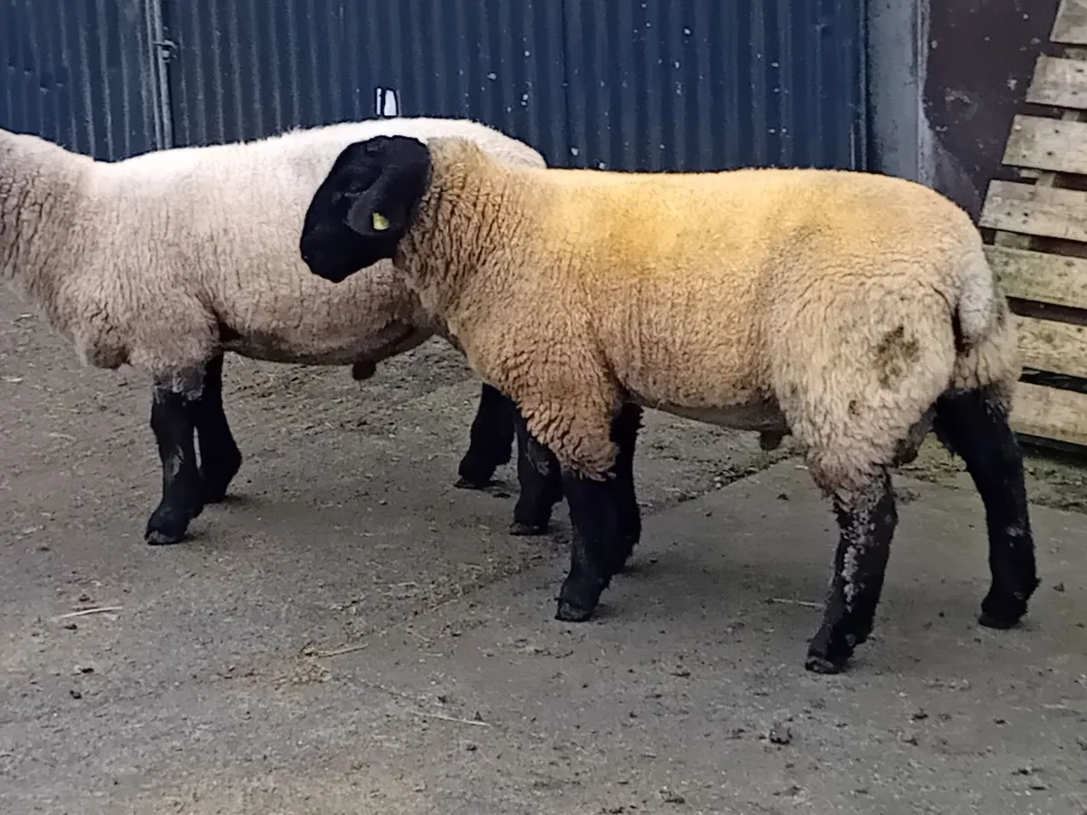 Suffolk & Sufftex Rams - Image 4