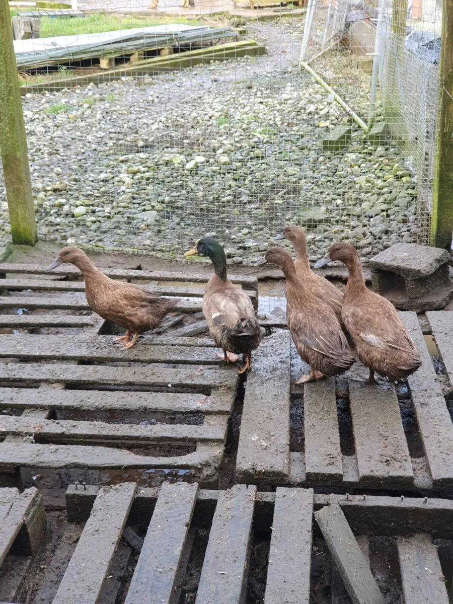 Hens/pullets/chicks/ducklings/fertile eggs/pigeons - Image 4