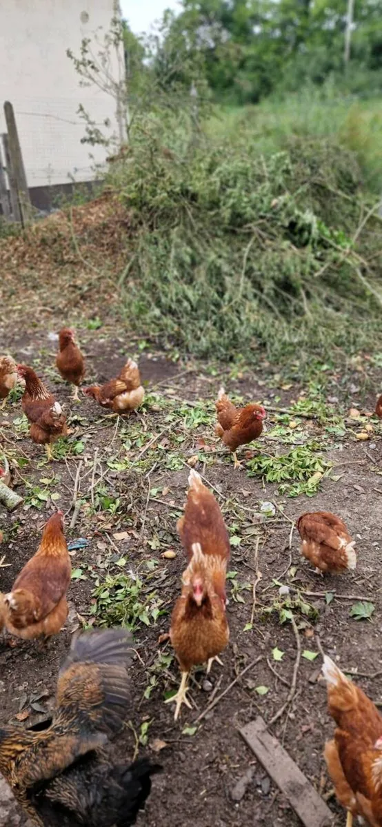 Hens/pullets/chicks/ducklings/fertile eggs/pigeons - Image 1