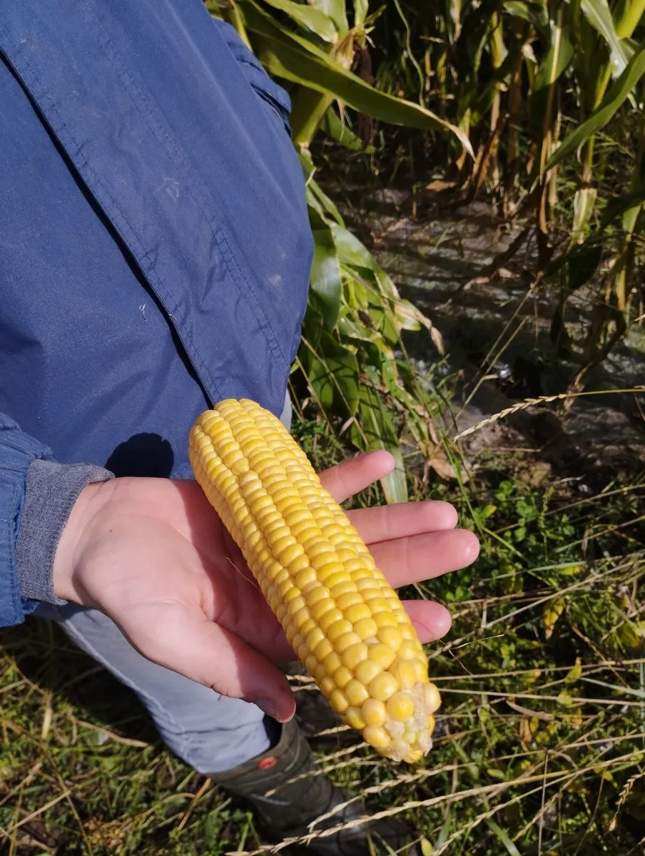 maize