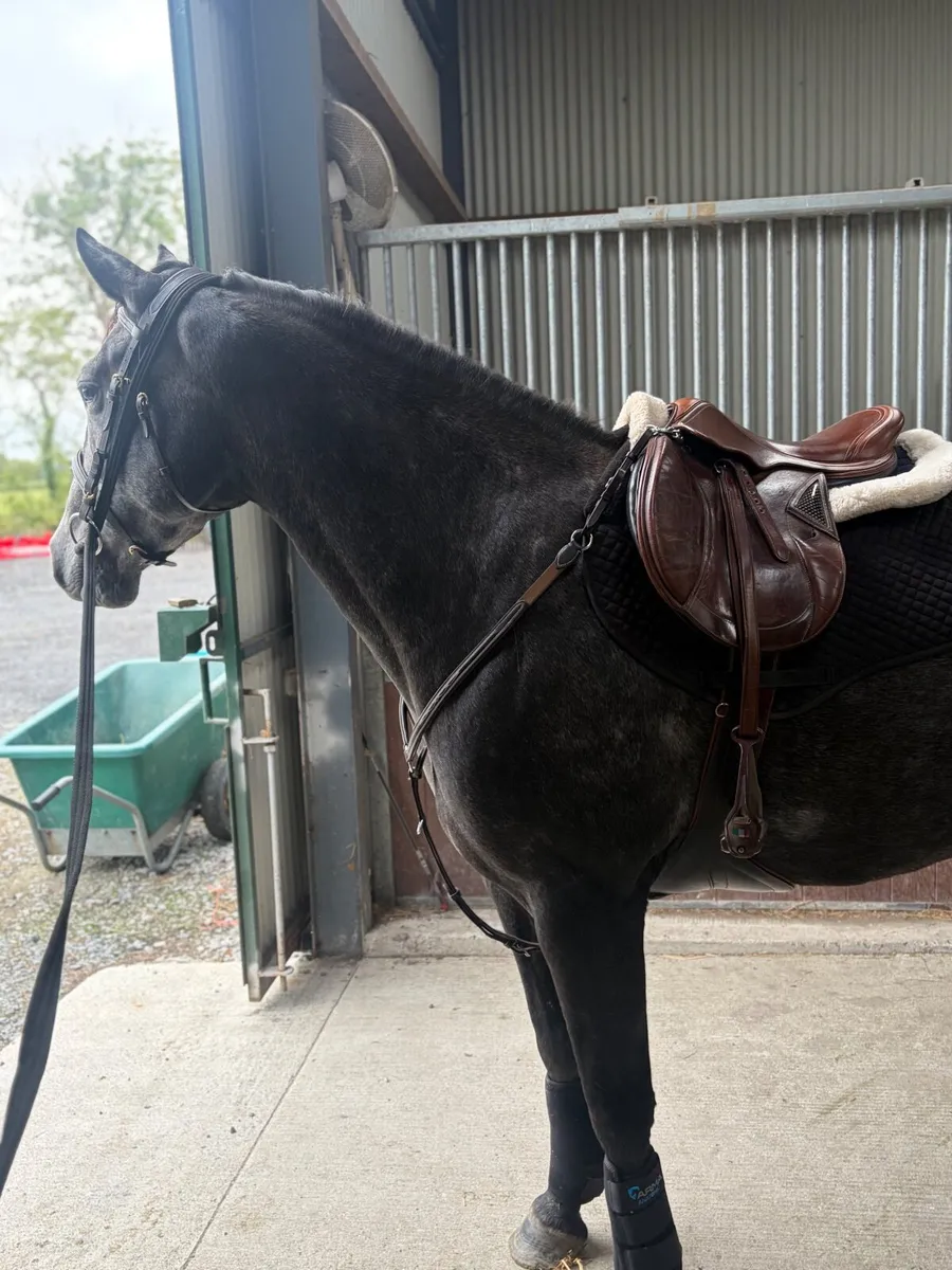 15.2hh  Rising 4yo ISH - Image 1