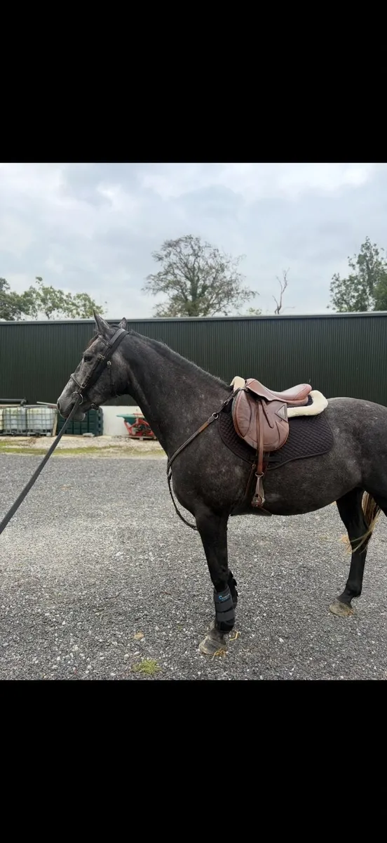 15.2hh  Rising 4yo ISH - Image 2