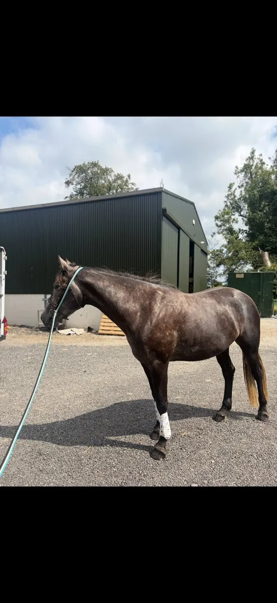 15.2hh  Rising 4yo ISH - Image 3