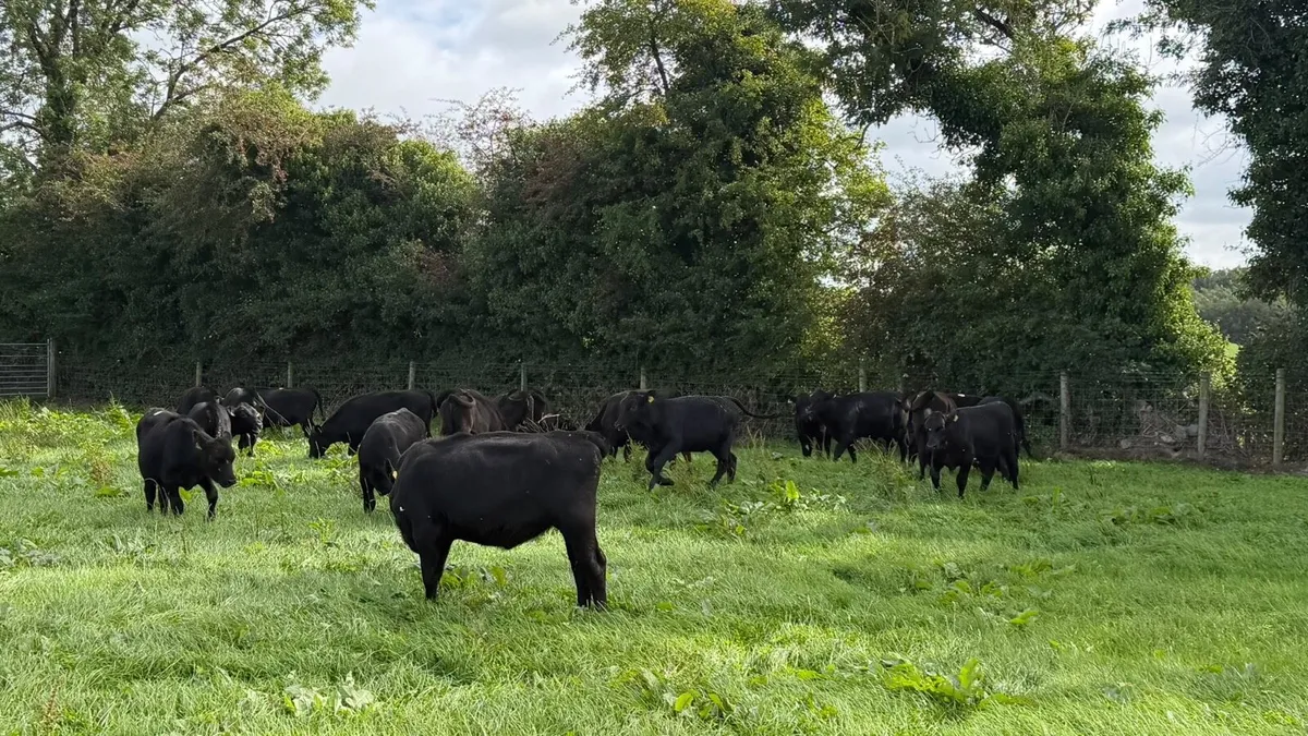 22 February born Angus heifers - Image 3