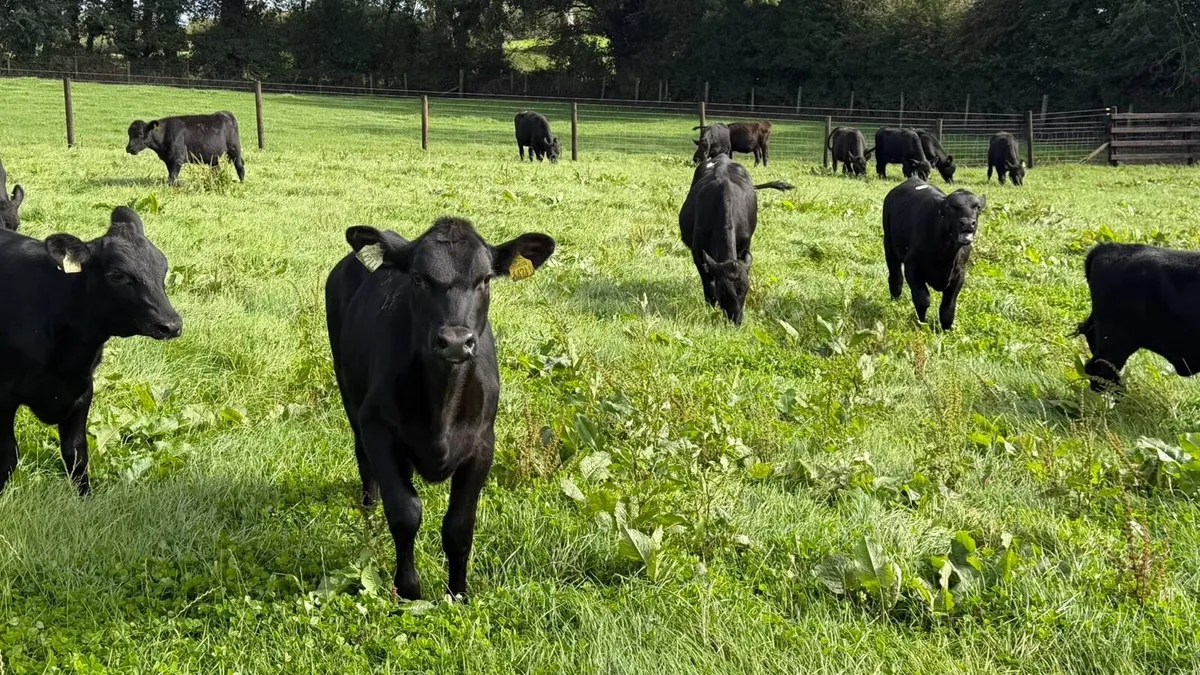 22 February born Angus heifers - Image 4