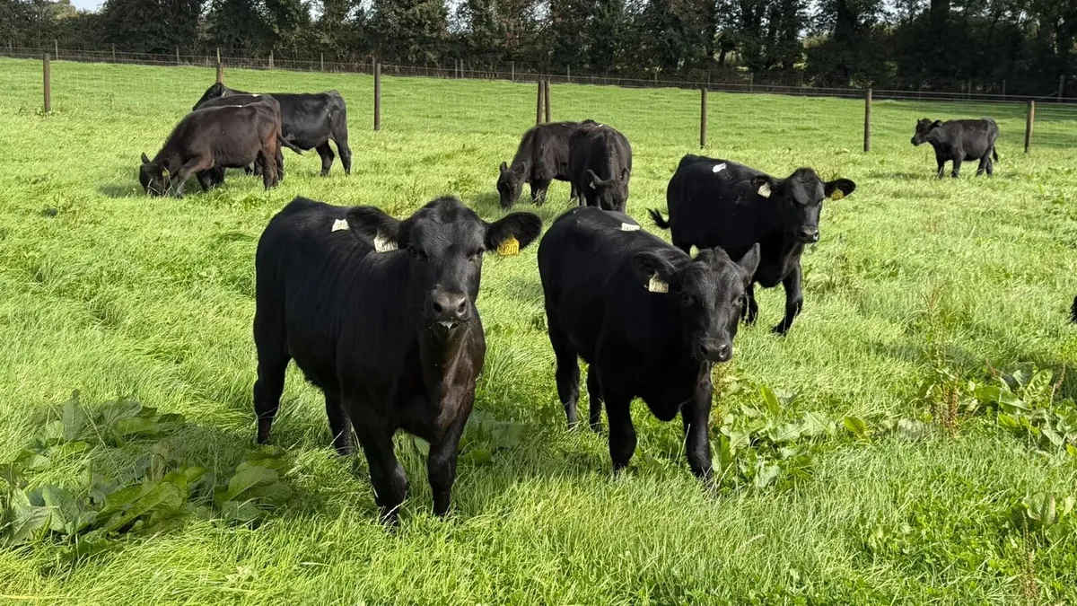 22 February born Angus heifers - Image 1