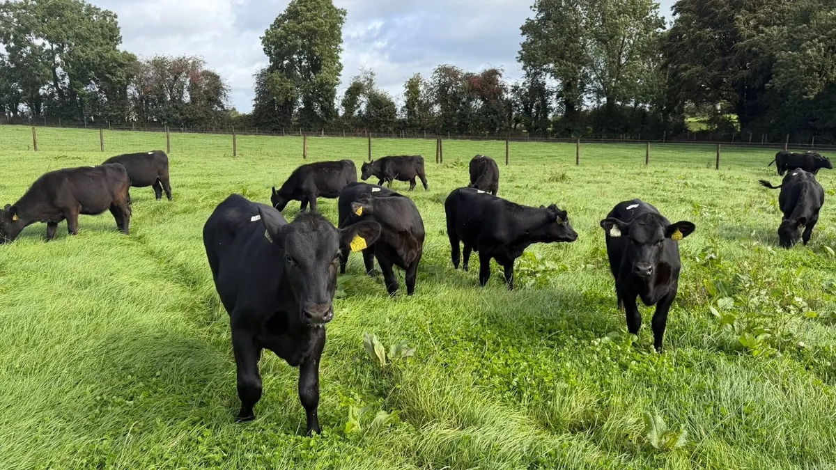 22 February born Angus heifers - Image 2