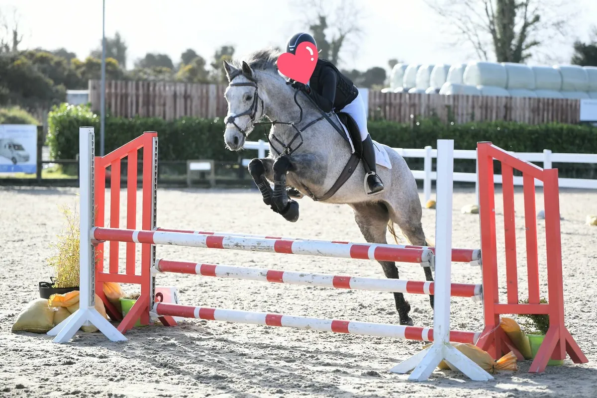 Ideal Riding Club / Pony Club Mare - Image 1