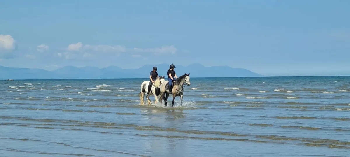 Ideal Riding Club / Pony Club Mare - Image 4