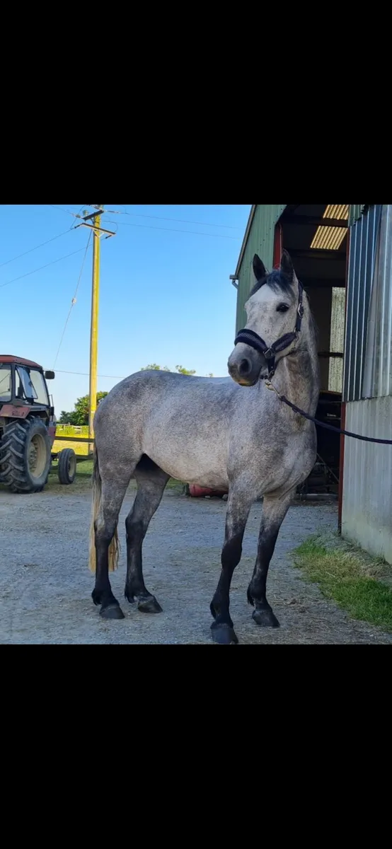 Ideal Riding Club / Pony Club Mare - Image 2