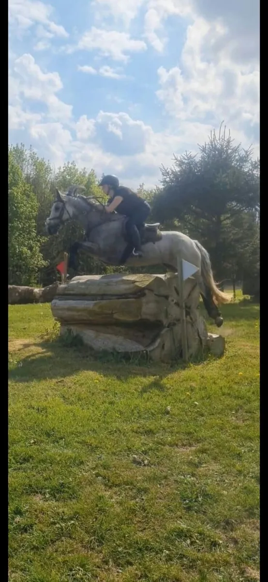 Ideal Riding Club / Pony Club Mare - Image 3