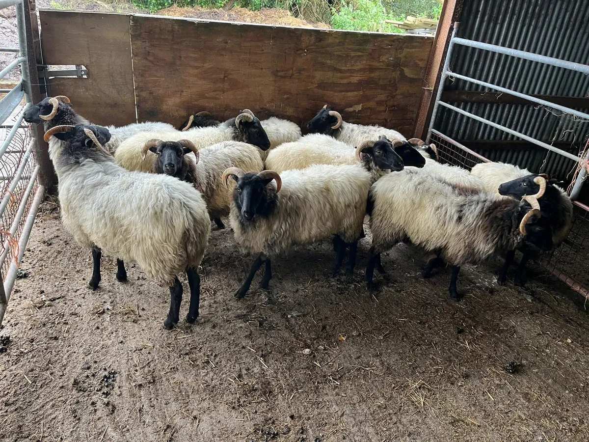 Mayo Mountain Hoggets - Image 1