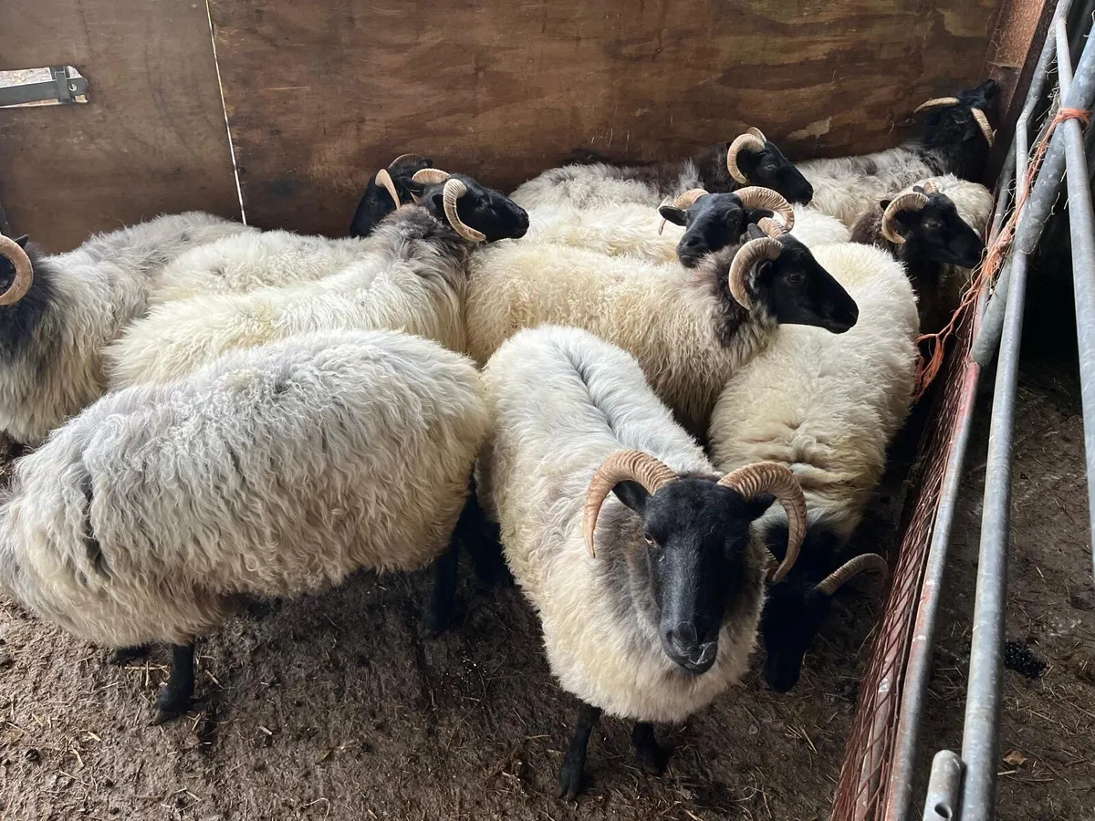 Mayo Mountain Hoggets - Image 3