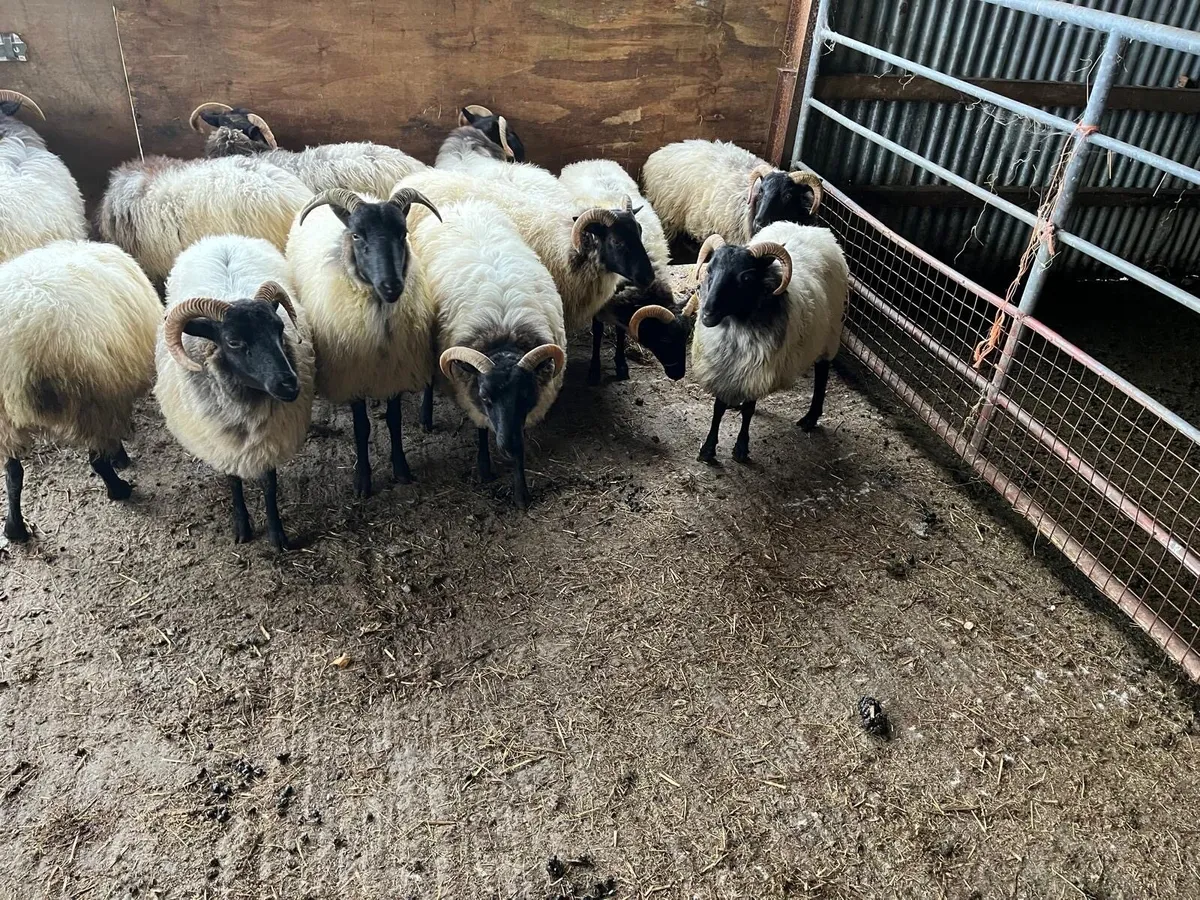 Mayo Mountain Hoggets - Image 2