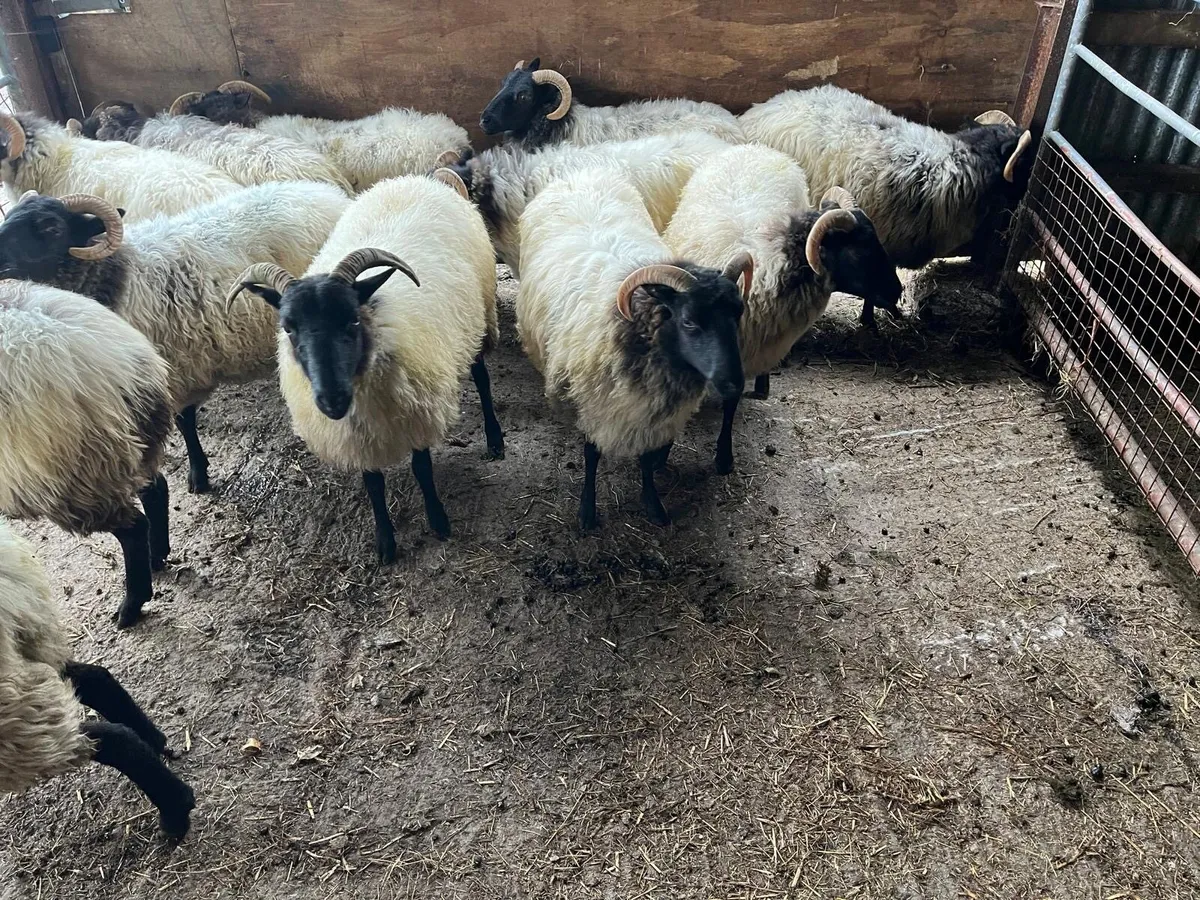 Mayo Mountain Hoggets - Image 4