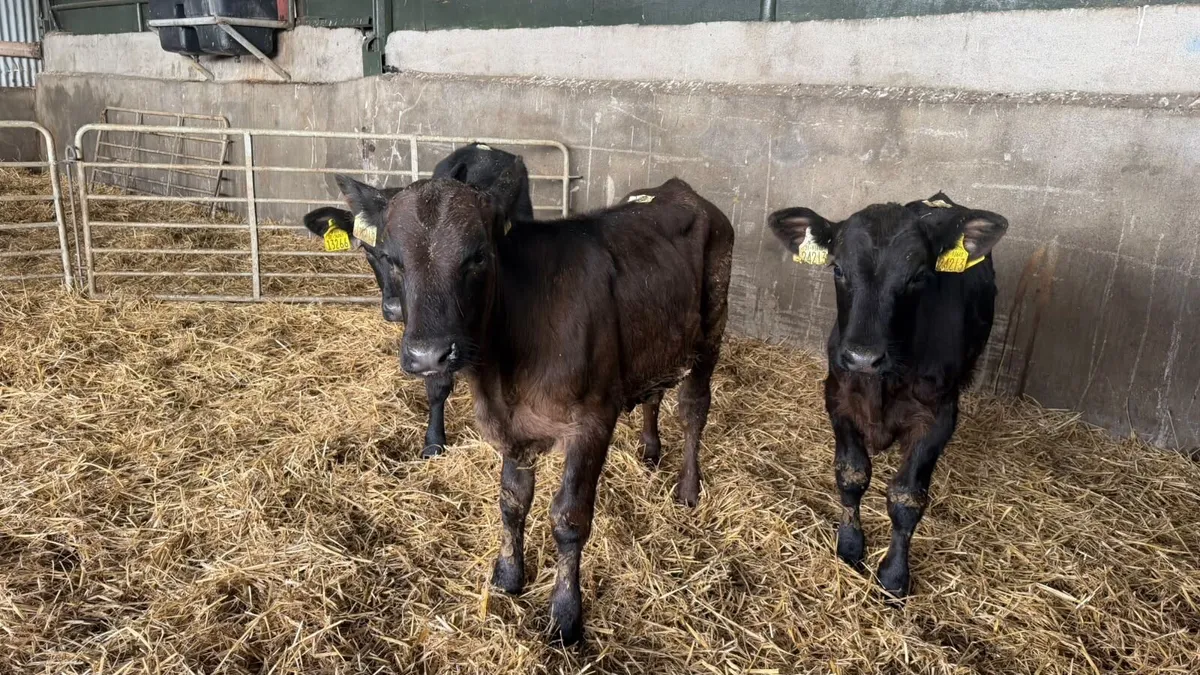 3 super Angus bull weanlings - Image 1