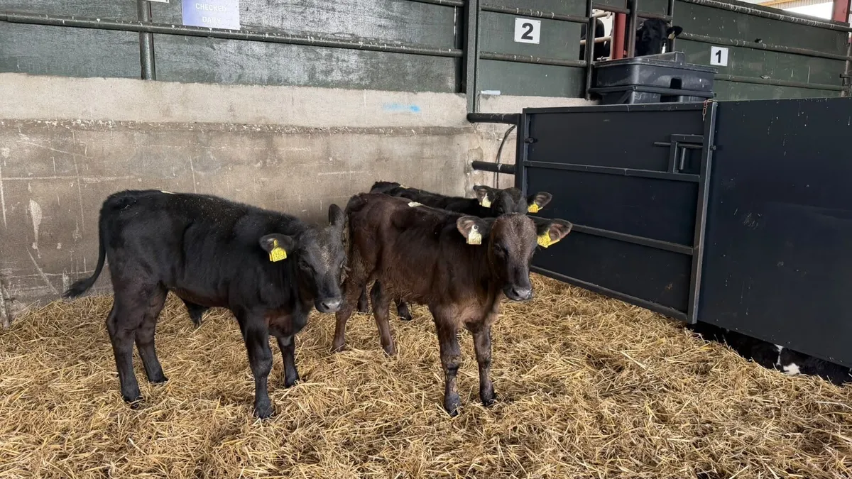 3 super Angus bull weanlings - Image 2