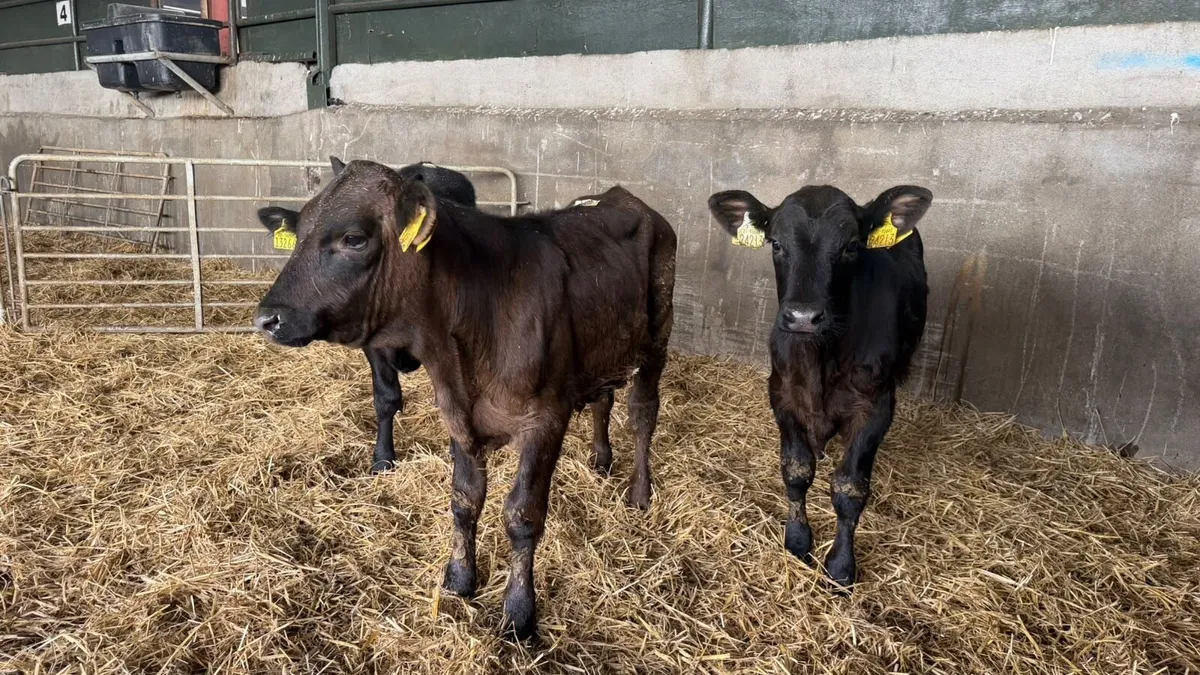 3 super Angus bull weanlings - Image 3