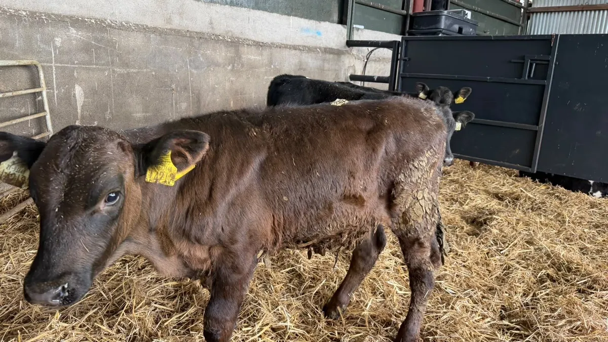 3 super Angus bull weanlings - Image 4