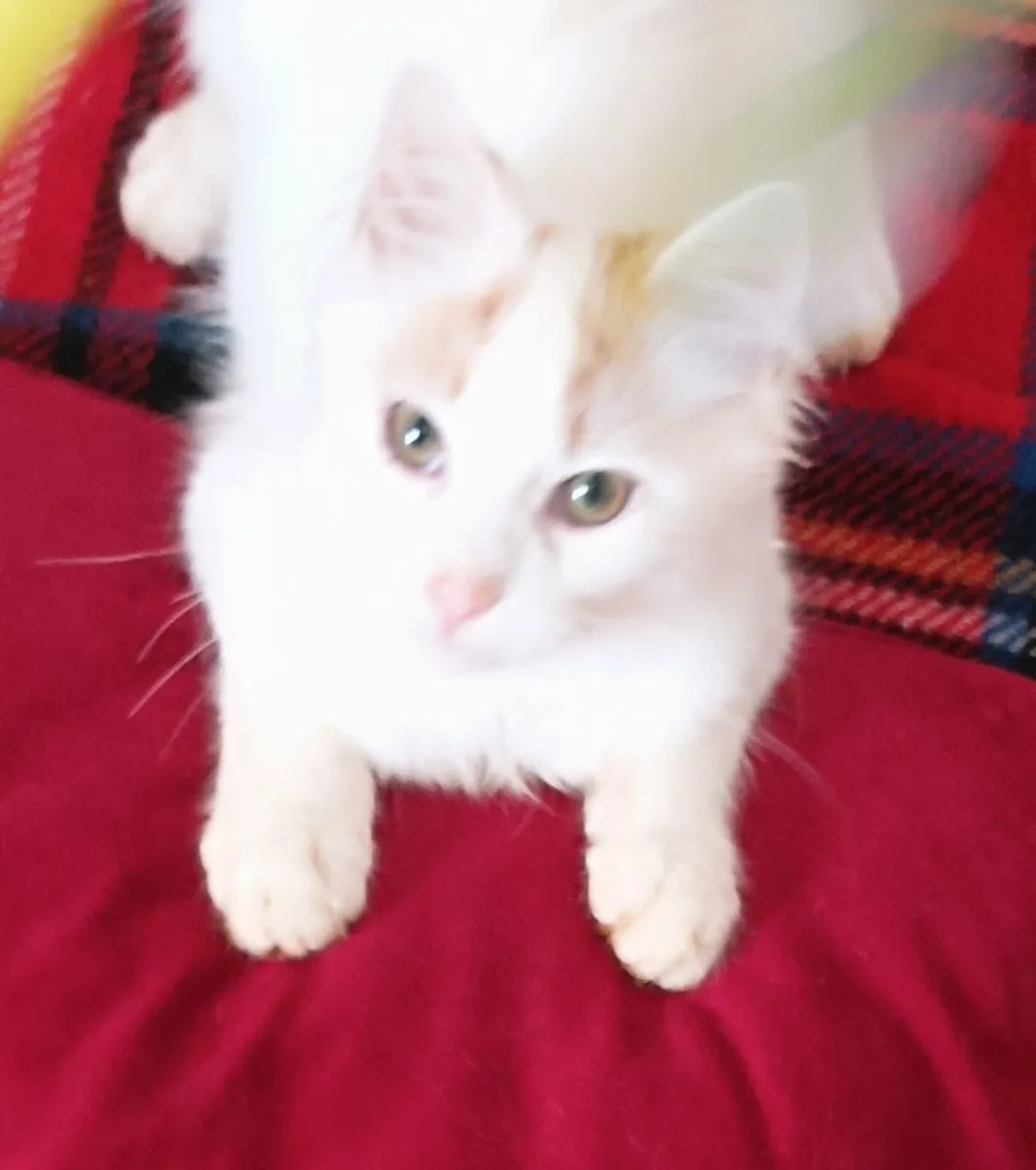 kittens - Image 2