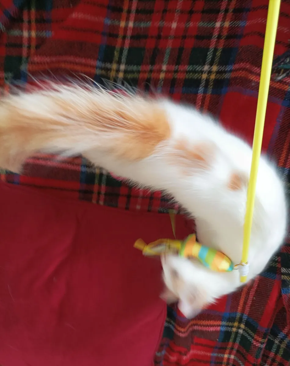 kittens - Image 1