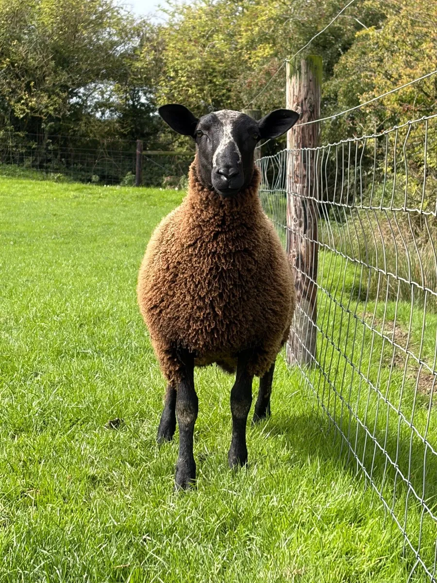 Ram lambs - Image 2