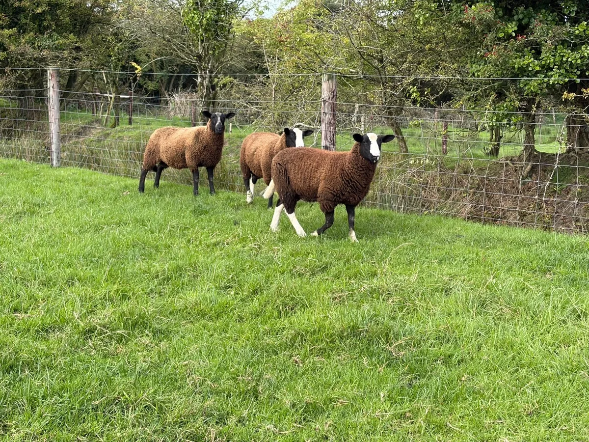 Ram lambs - Image 3
