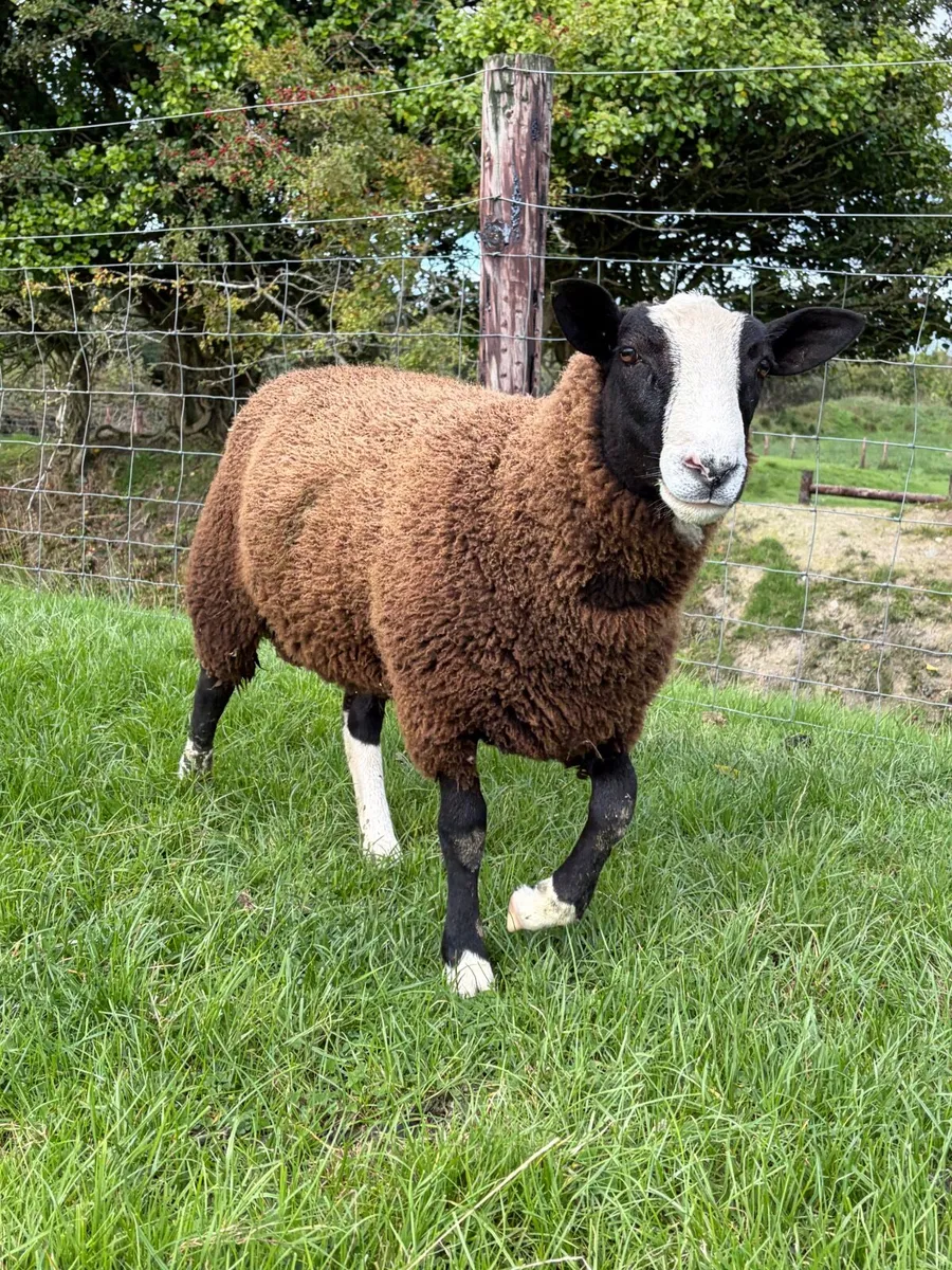 Ram lambs - Image 4