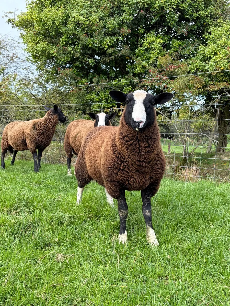 Ram lambs - Image 1