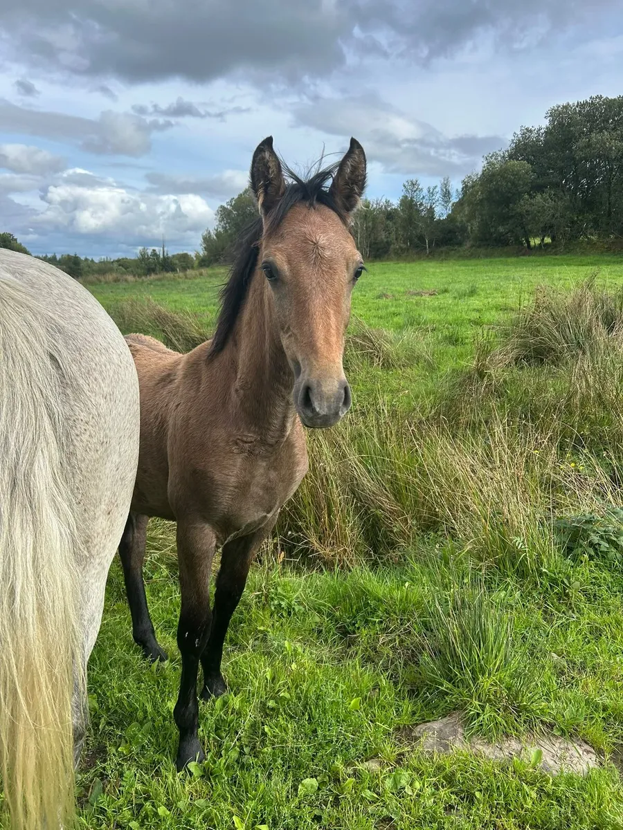 Class 1 Connemara Broodmare with 6 month filly - Image 3