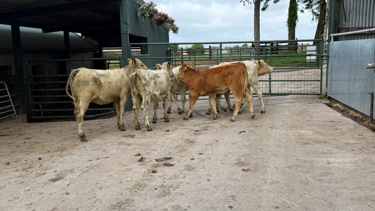 6 super charlaois heifer weanlings - Image 3