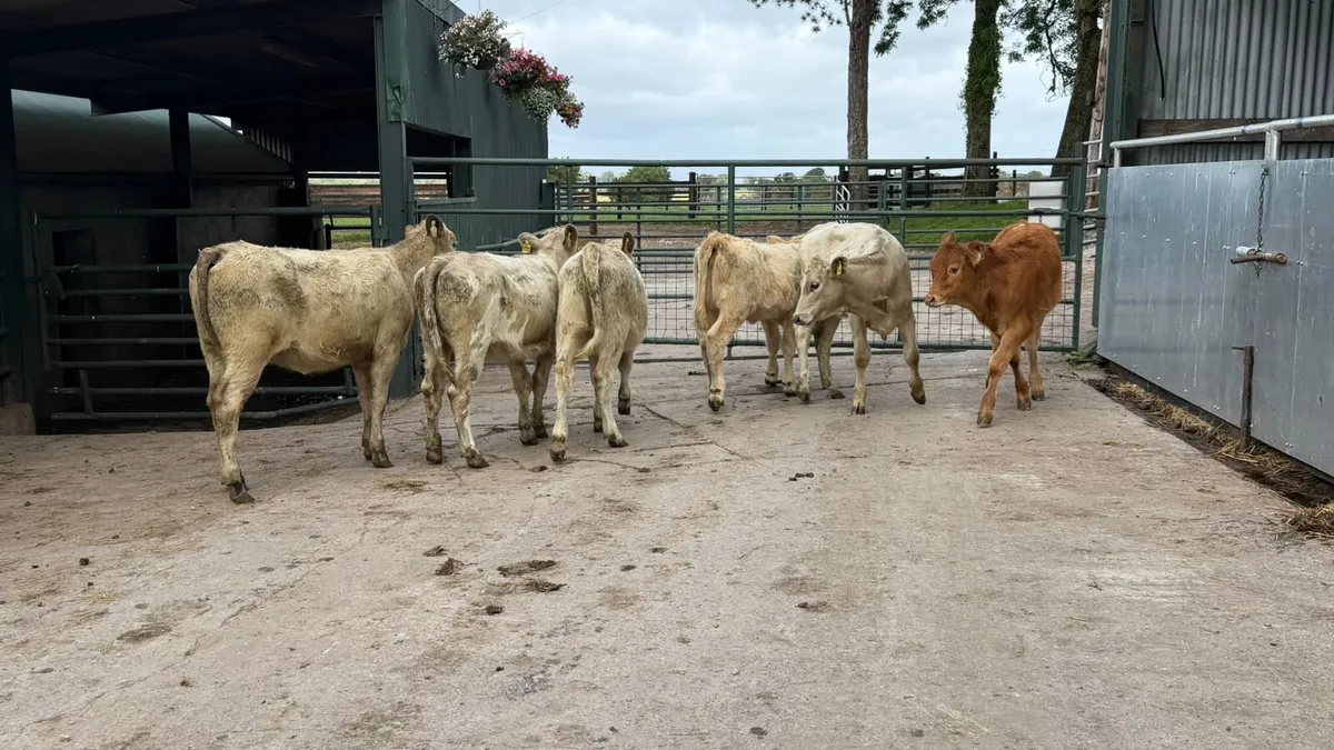 6 super charlaois heifer weanlings - Image 4