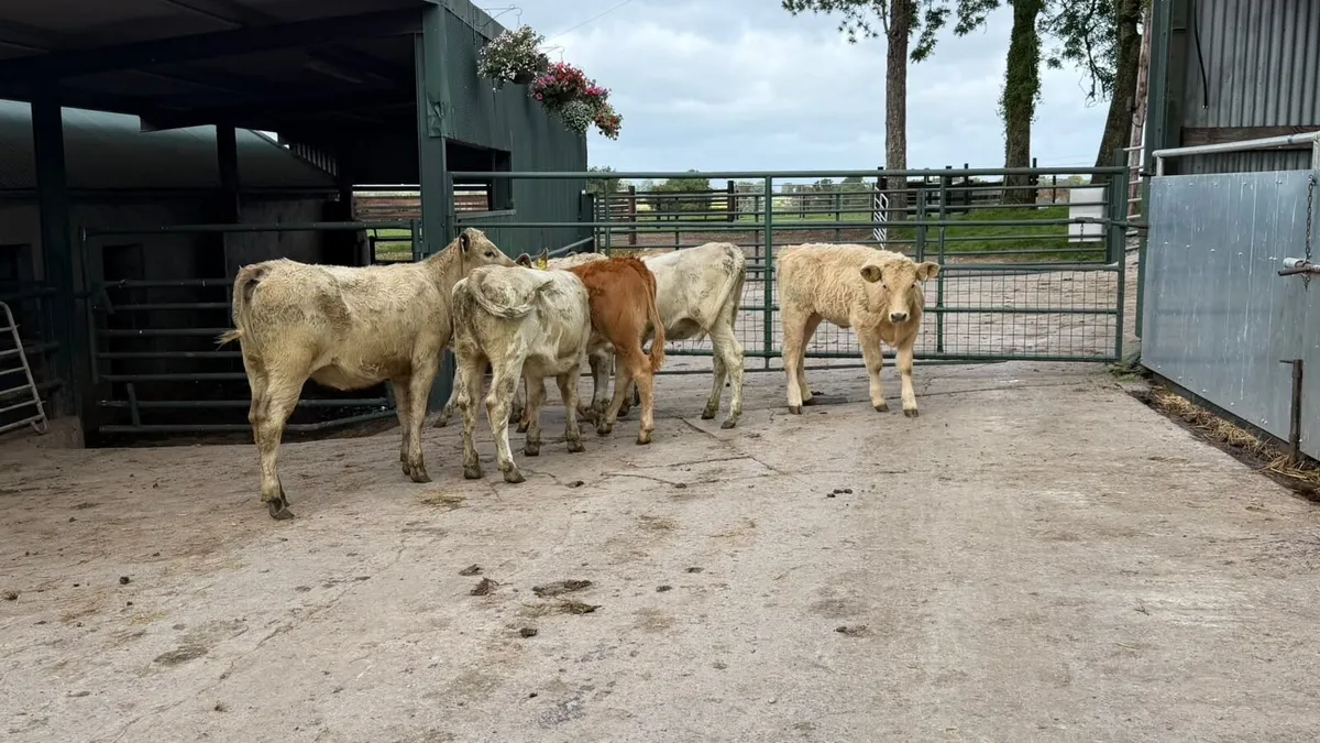 6 super charlaois heifer weanlings - Image 1