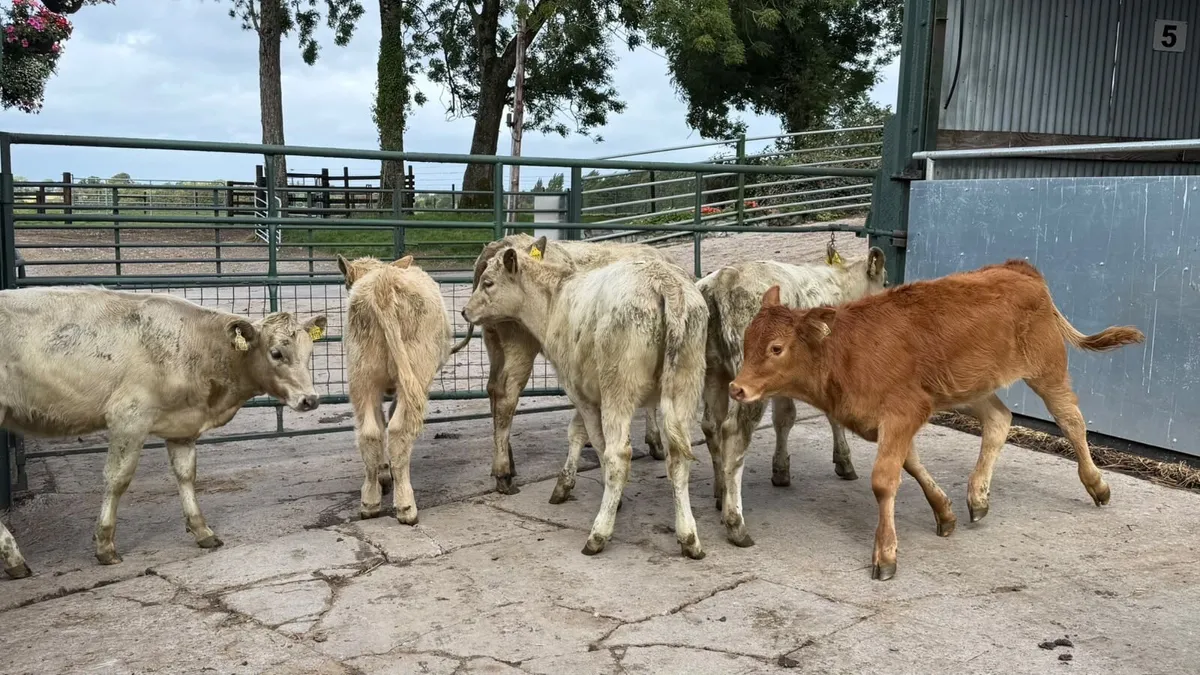 6 super charlaois heifer weanlings - Image 2