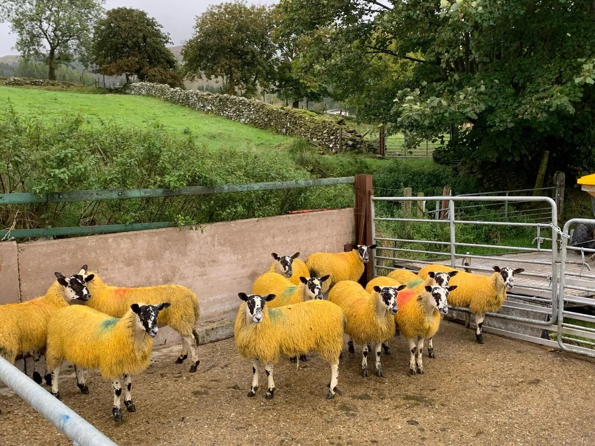 Mule ewe lambs - Image 2