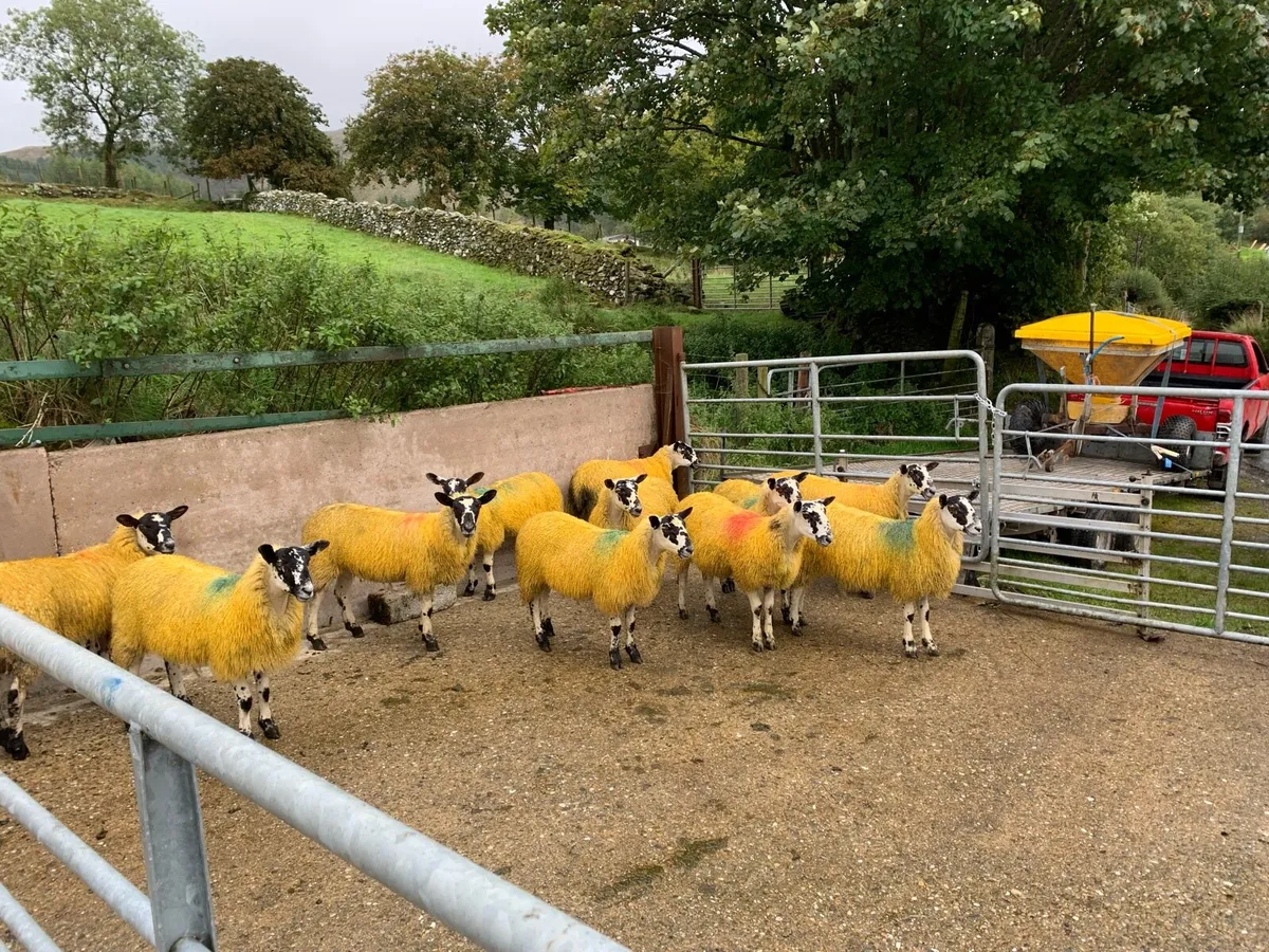 Mule ewe lambs - Image 3